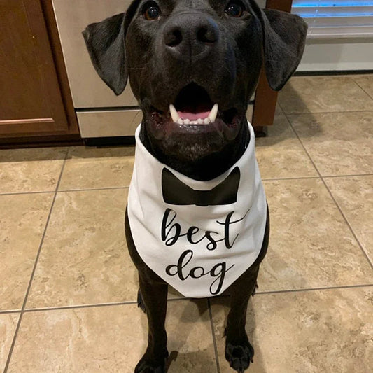 black dog wearing bandana around neck that says "Best dog" on it