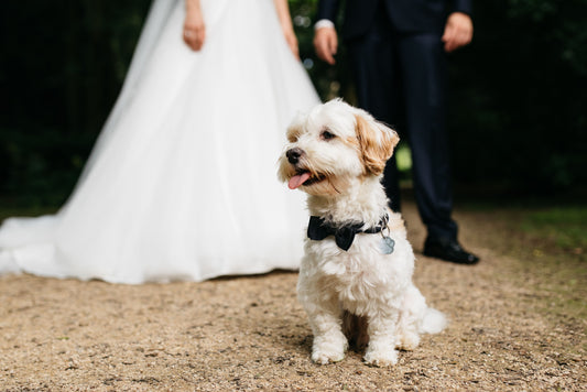 The Dog Poo Disaster at My Wedding